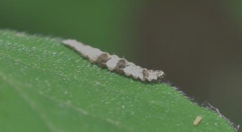 Réf. 328 305 : Ypsolopha nemorella